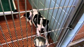 available dogs in 300 building 8-13 by Pinellas County Animal Services 1,220 views 8 years ago 3 minutes, 20 seconds