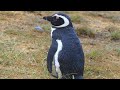 Reverb on Penguins