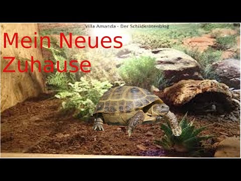 Video: Wie Erstelle Ich Ein Schildkröten-Terrarium?