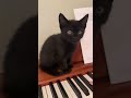 Donner DDP-80 Digital Piano Review by pianists mariana dimcho