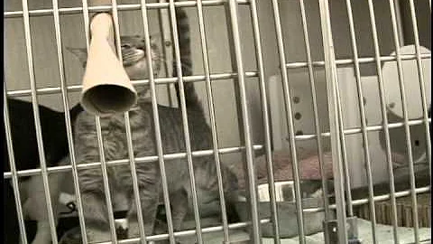 Animal Abuse to Domestic Violence