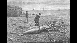 The Giant Squid of Newfoundland: 18701881