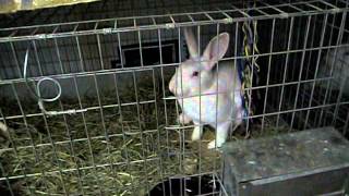 Raising Rabbits: Keeping them warm in the winter and haystaching