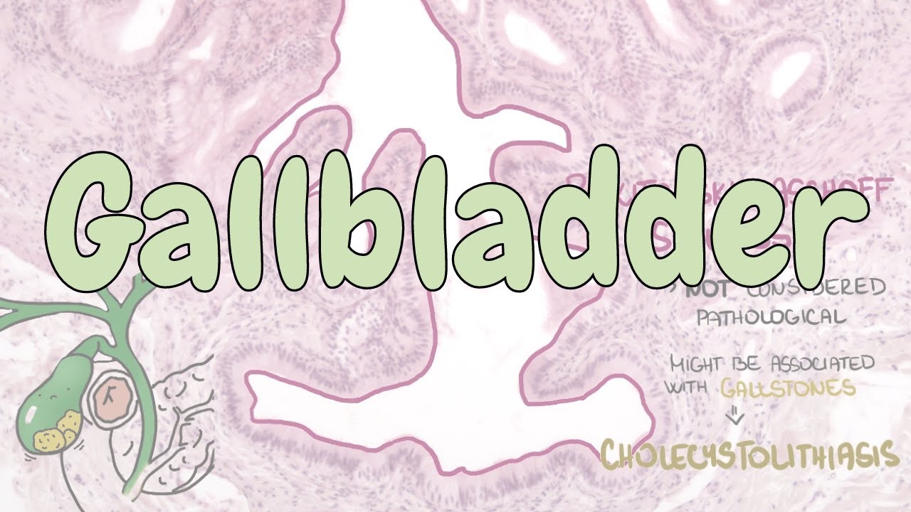 Gallbladder - digestive system histology - YouTube