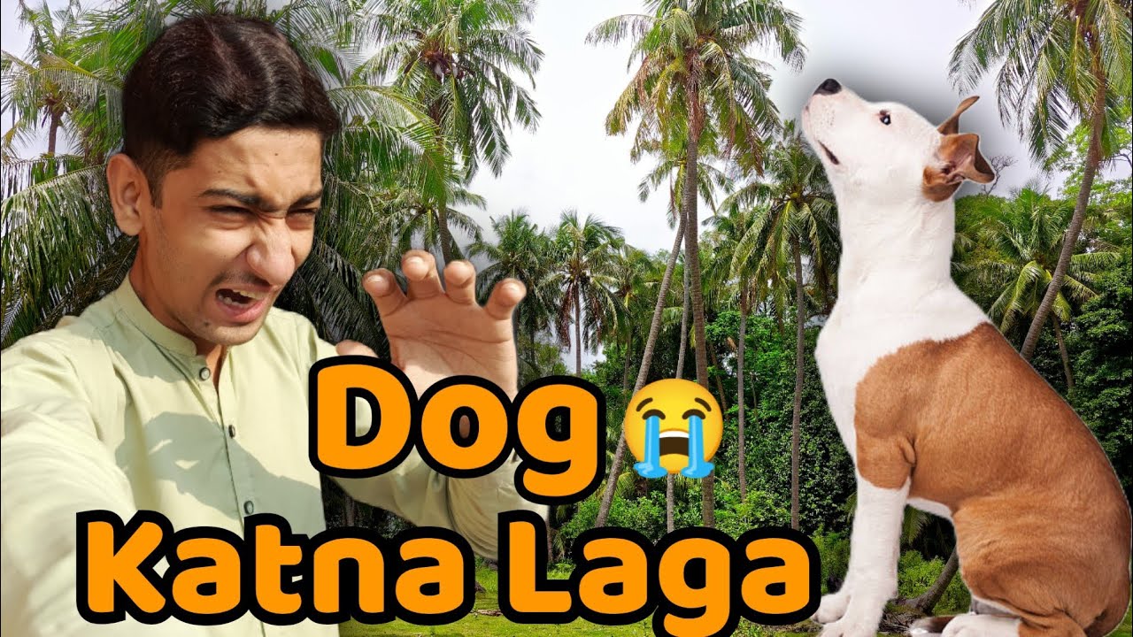 Dog katna Laga tha 😫😭) Abdullah jhujh vlogs 🫶
