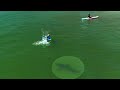 Young Swimmer Near Juvenile Great White Shark