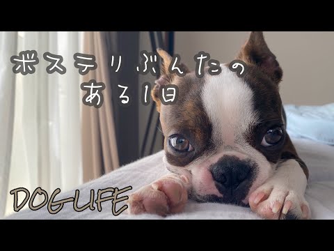 【犬との暮らしはこんな感じ】ボステリぶんたのとある1日