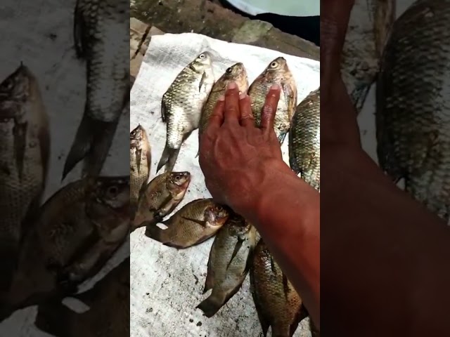 hasil sawah jabung hari ini , kiriman dulur angler liar bjn class=