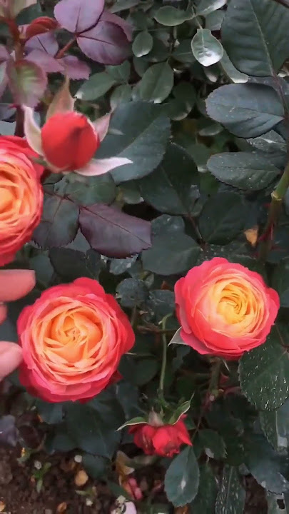 Bico Baby Romantica Rose #rosebloom #rose #rosegarden #gardenplant #garden #gardening #flowers