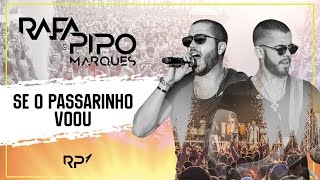 Video thumbnail of "SE O PASSARINHO VOOU - RAFA E PIPO MARQUES [CD RP1]"