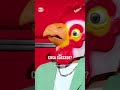 Un gallo a #TheVoiceSenior? 👀🐓