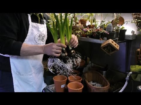 Video: Tulpen, Narcissen, Hyacinten Na Distillatie