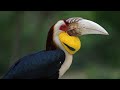 हार्नबिल पक्षी से जुड़े रोचक तथ्य || Its Crazy Fact