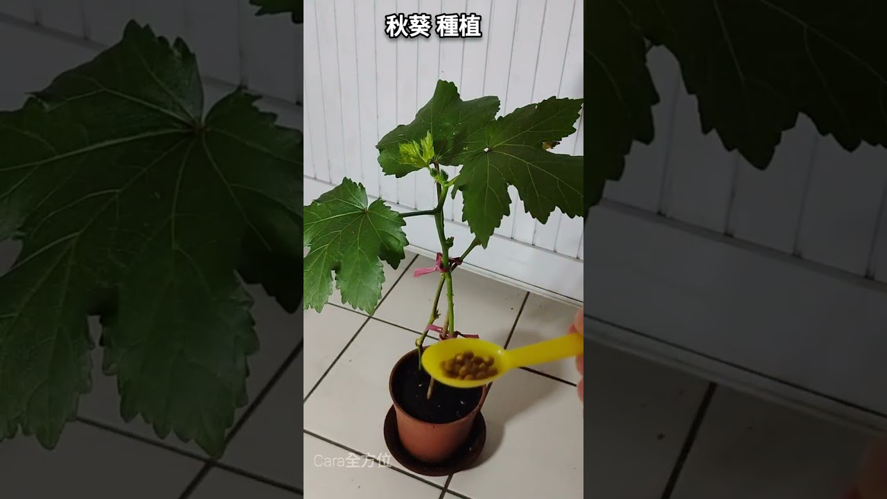 【秋葵種植 06】 持續施肥，穩固小花苞，耐心培植期 (第9周) |秋葵 種植 | grow okra |健康 |在家當農夫 
