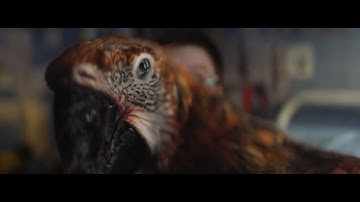 映画『終わりの鳥』予告編