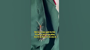 Rết cắn chết người - Câu chuyện hài hước có thật | Thỏ thúi tv