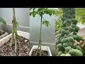 How to grafting papaya trees papaya