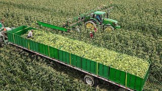 US Farmers Harvest Thousands Of Tons Of Organic SWEET CORN This Way- US Farming