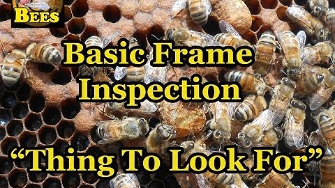 Bee Hive Frame Inspection / Things To Look For