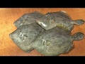 カワハギのさばき方～握りと刺身の作り方 how to fillet a Thread-sail filefish and make sushi and sashimi
