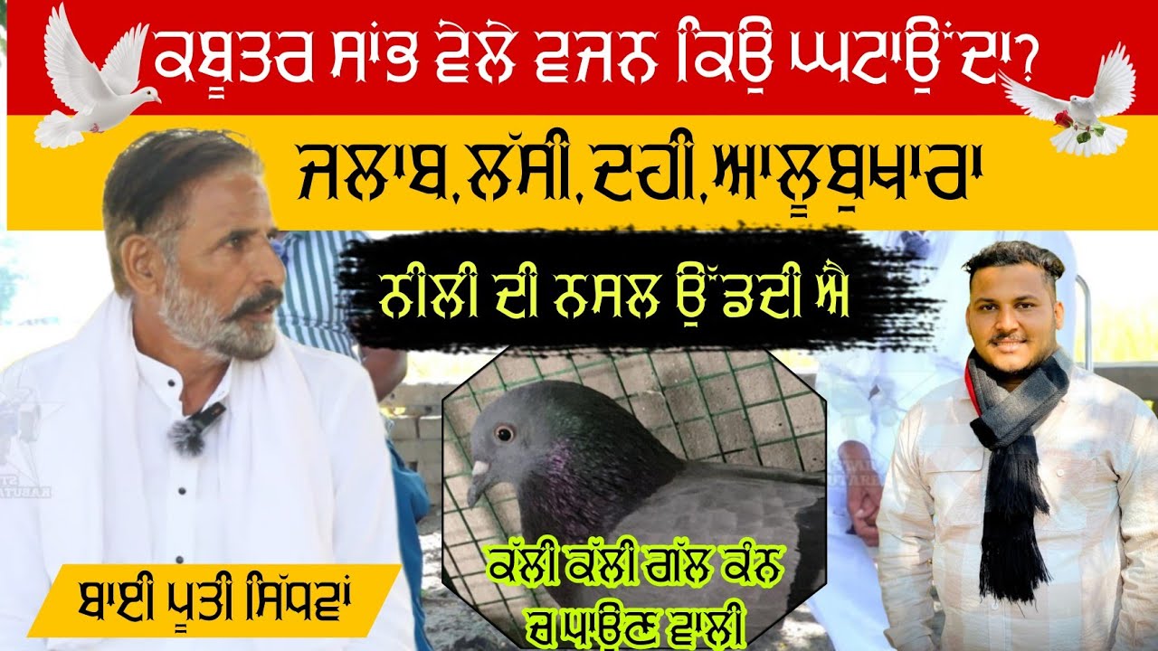 ਕਬੂਤਰ ਸਵੇਰੇ ਚਾਰ ਪੰਜ ਵਜੇ ਵਜਨ ਕਿਉ ਘਟਾਉਂਦਾ ਹੈ ਕਿ ਕਾਰਣ ਹੈ #starkabutarbaz #pootisidhwan 