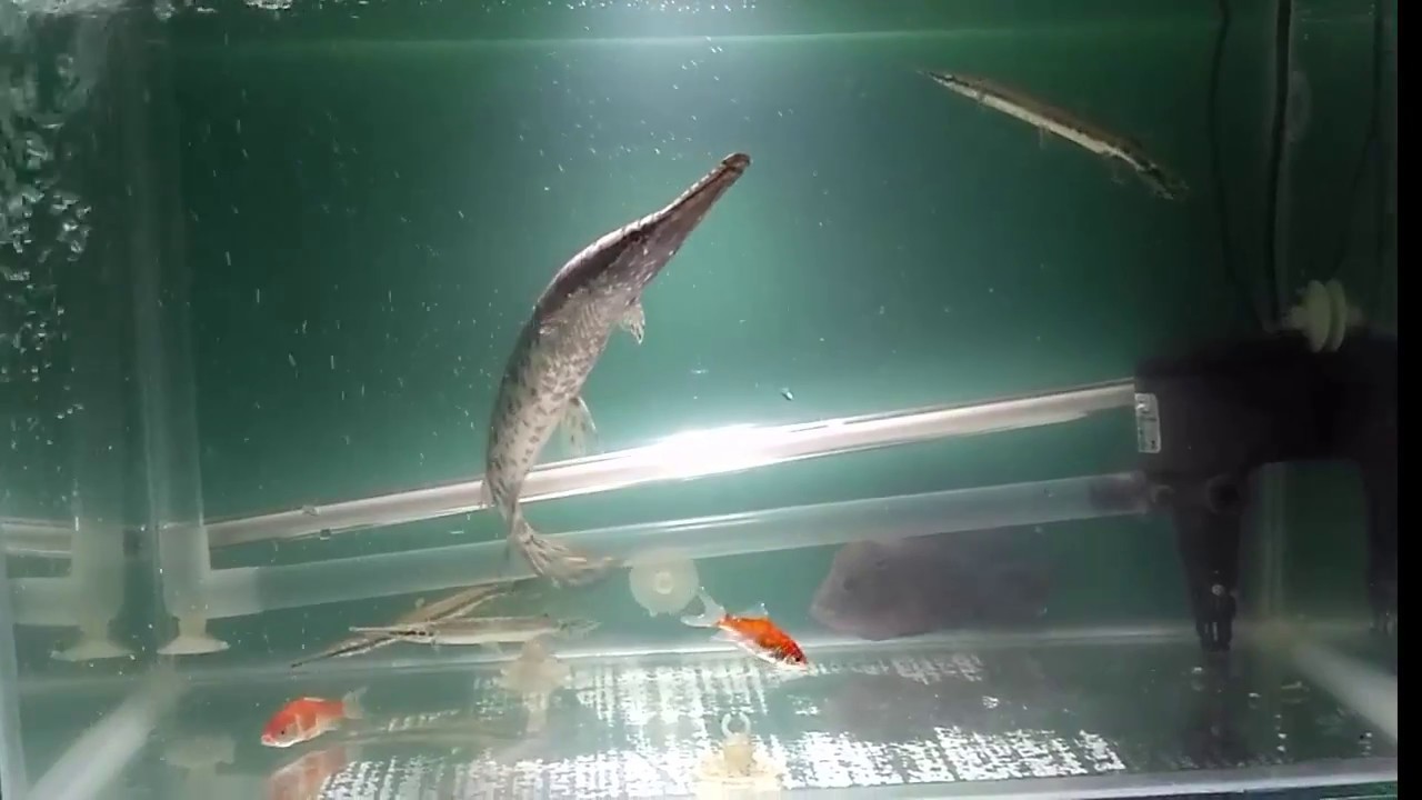 Proses makan ikan aligator florida