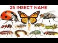 25 Insects Name in English and Hindi | 25 कीड़े मकोड़े | Insect for Kids | Insect Name