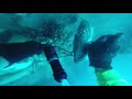 Spearfishing,  Bull Sharks on the Surface get stringer Gulf of Mexico Tampa Bay