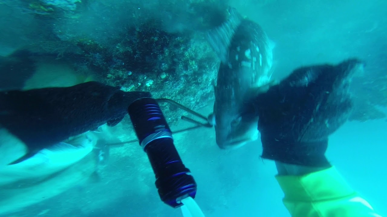 Spearfishing, Bull Sharks on the Surface get stringer Gulf of Mexico Tampa Bay YouTube