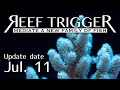 沖縄産ナグラカタトサカ メタリックグリーン MSサイズ[S0711-2]REEF-TRIGGER