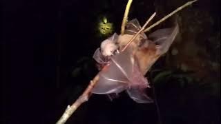 SUARA PIKAT KELELAWAR