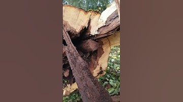#inside a tree trunk #rotten wood