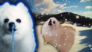 비발디 사계 - 겨울 강아지 리믹스 Vivaldi - Winter (Gabe the Dog Cover)