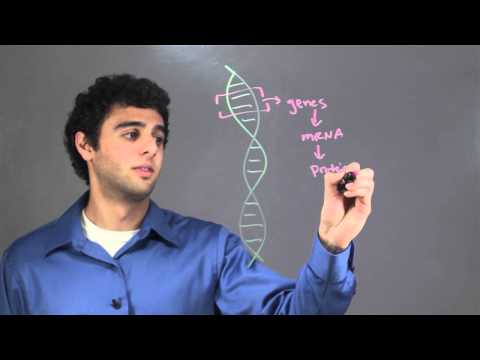 تصویری: چرا DNA اطلاعات را ذخیره می کند؟