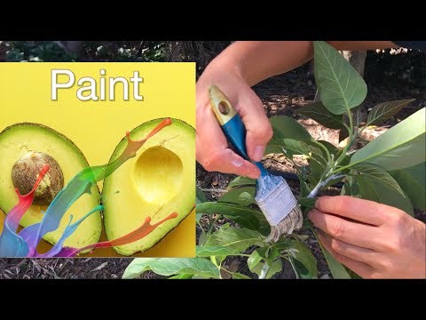 Why Paint Avocado Trees - Sunscreen for Avocados