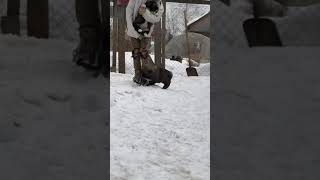 Как растёт Кавказская овчарка Как растёт Кавказская овчарка