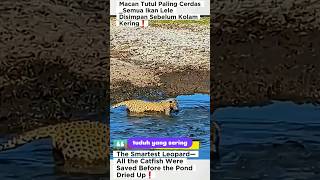 Macan Tutul Paling Cerdas_Semua Ikan Lele Disimpan Sebelum Kolam Kering❗#shorts