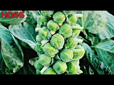 Why are BRUSSELS SPROUTS so hard to grow?!