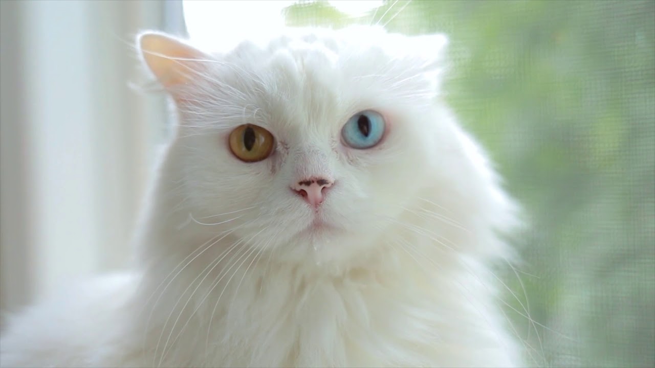 Luke chapter 14 urdu video bible youtube