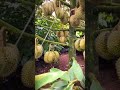 secret tricks that effectively produce thick durian in a short time #shorts