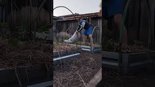 Сад в Ограде #жизньтаксиста #огород #деревня #сад #shorts #reels