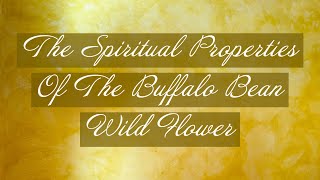 The Spiritual Properties Of The Buffalo Bean Flower | Alberta Wild Flowers
