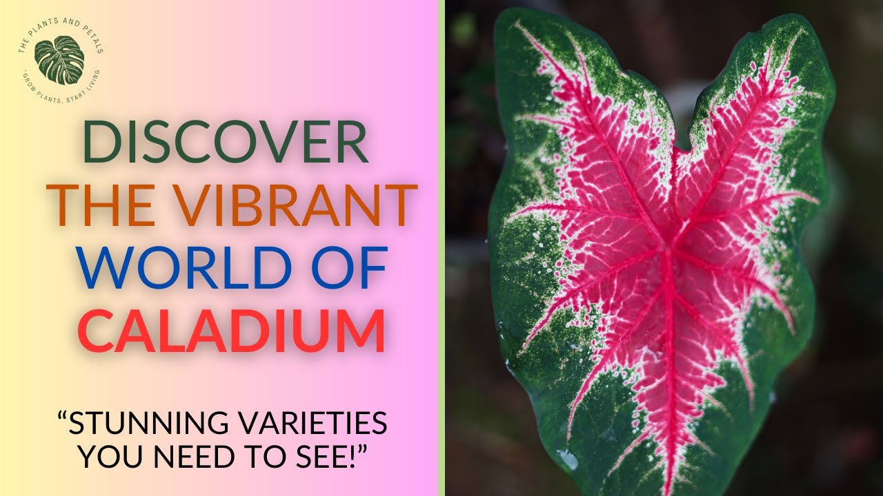 🌸Discover the Vibrant World of Caladiums: Stunning Varieties You Need ...