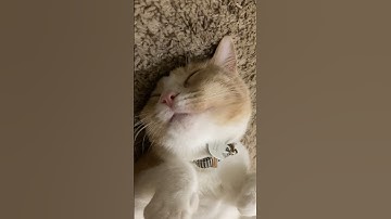 When the Catnip hits hard #cats #funnycats #catnip
