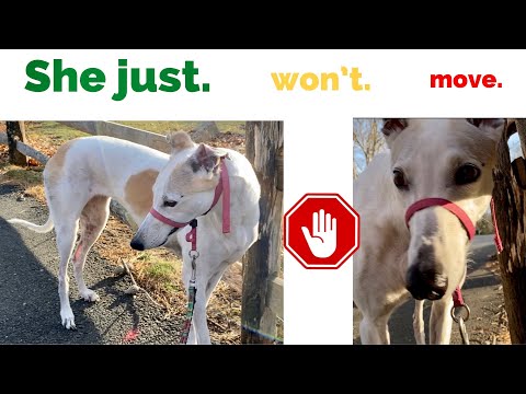 My Greyhound Freezes on Walks: how to stop 
