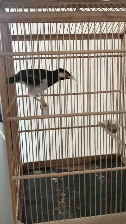 jalak suren bisa ngomong assalamualaikum