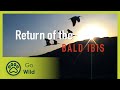Return of the Bald Ibis - The Secrets of Nature