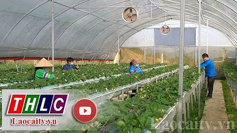 Ứng dụng công nghệ cao vào sản xuất dâu tây | THLC