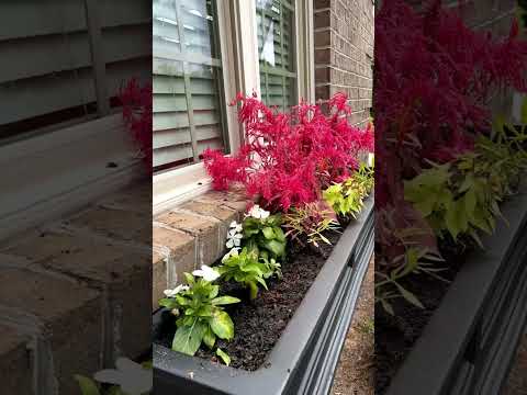 Video: Window Planter Veggie Garden – Planten van bloembakken in de tuin