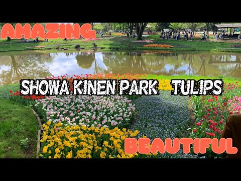 [Tokyo] [Tulips] Showa kinen flower park -  #tulip #spring